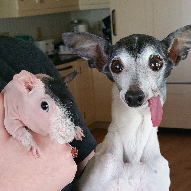 Meet Zappa, The Sid Lookalike Dog With A Floppy Tongue