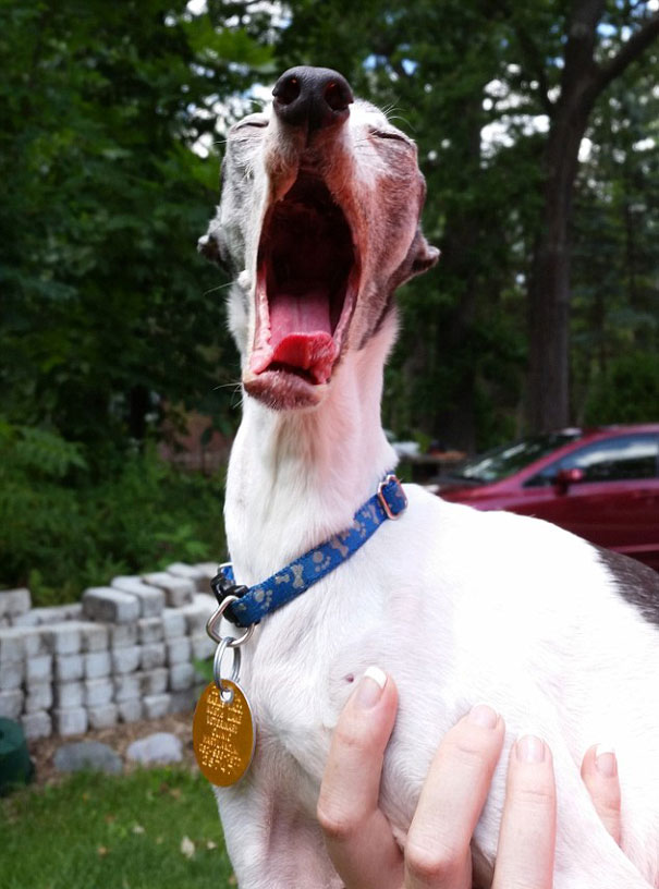 Meet Zappa, The Sid Lookalike Dog With A Floppy Tongue