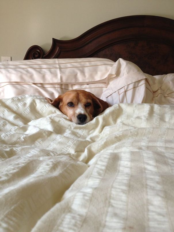Dog In Bed