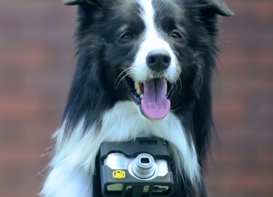 World's First 'Phodographer' Dog Uses Heart Rate Monitor That Snaps Pics When He Gets Excited