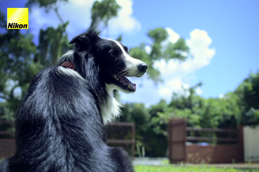 World's First 'Phodographer' Dog Uses Heart Rate Monitor That Snaps Pics When He Gets Excited