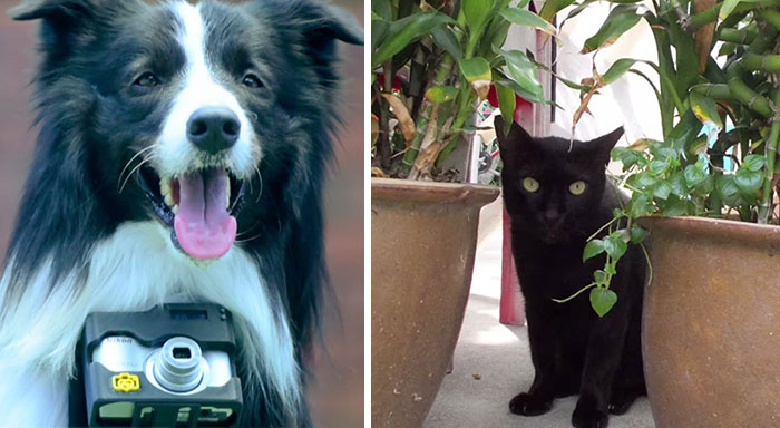 World’s First ‘Phodographer’ Dog Uses Heart Rate Monitor That Snaps Pics When He Gets Excited