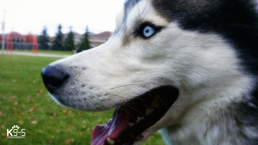 Phodographer: Dog Walker Loves Taking Pictures Of Her Happy Wolf Pack