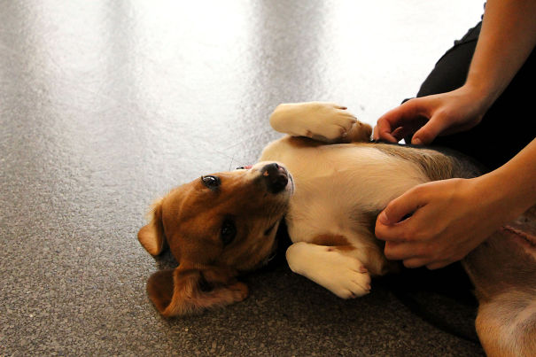 Cute Puppy Need To Belly Rubs