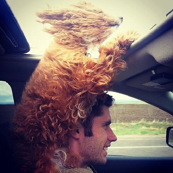 Dog Enjoying A Ride