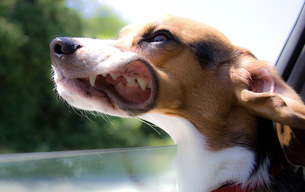 Beagle Hound Dog Sticking Head Out Of Car Window