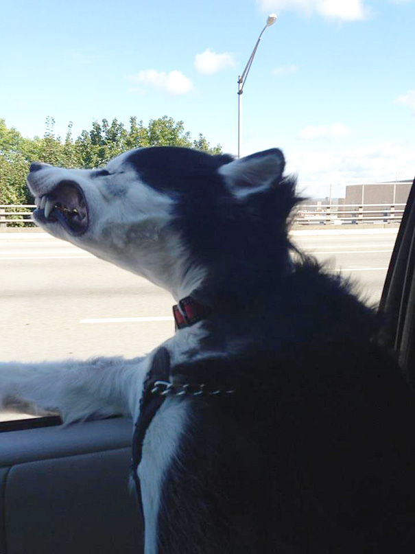 My Husky Neo Loves His Car Rides