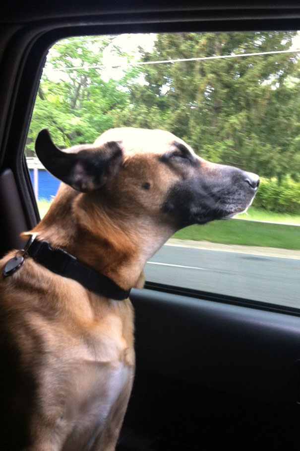 Duke's Enjoying A Ride