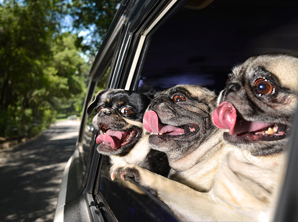 Dogs Enjoying A Car Ride
