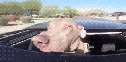 Dog Enjoying Car Ride