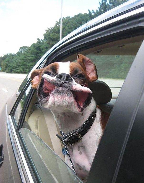 Dog Enjoying A Ride