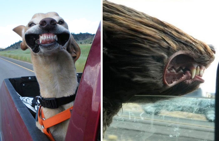 68 Funny Dogs That Love Car Rides More Than Anything