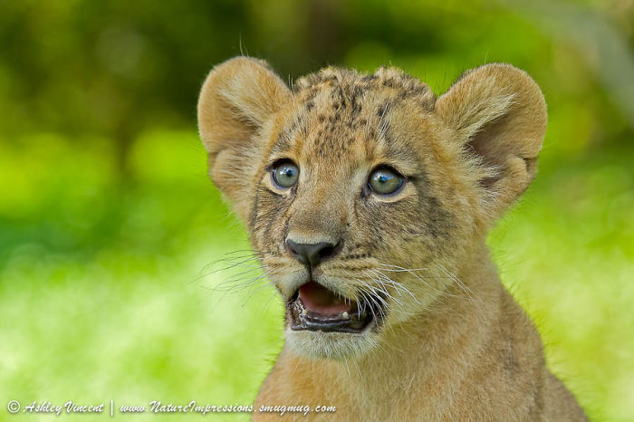 Shocked Lion Cub