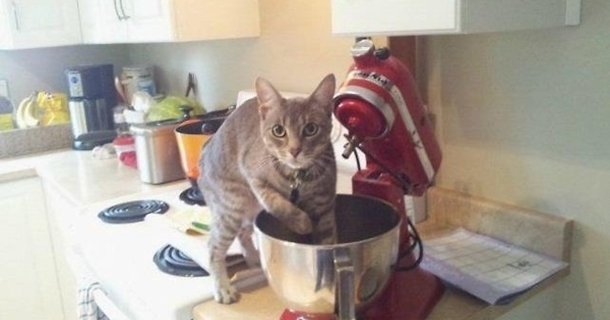 21-step Guide On How To Cook With Cats | Bored Panda