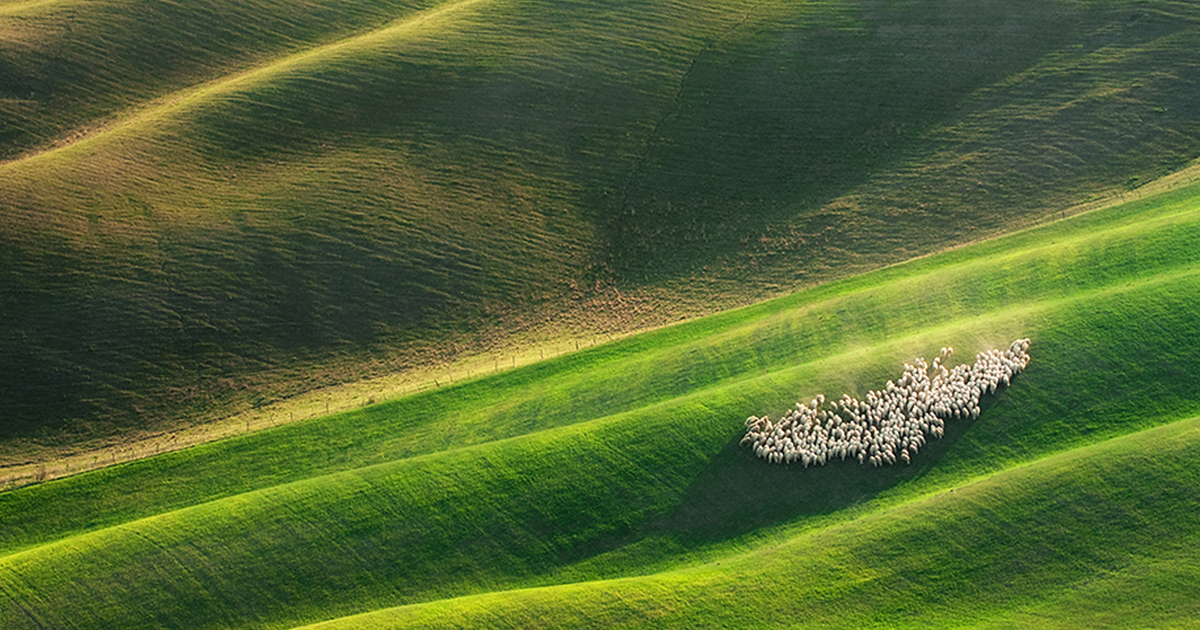 Sheep In Tuscan Fields In Italy | Bored Panda