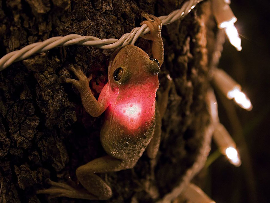 Cuban Tree Frog Eating A Lightbulb
