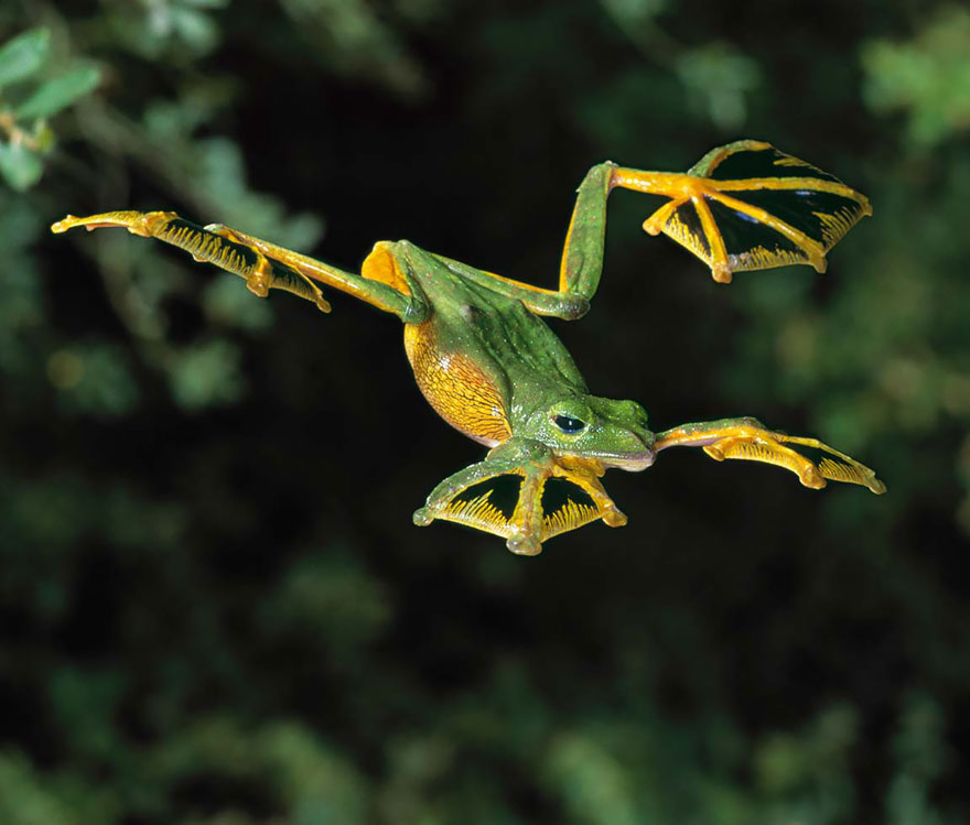 Flying Frog