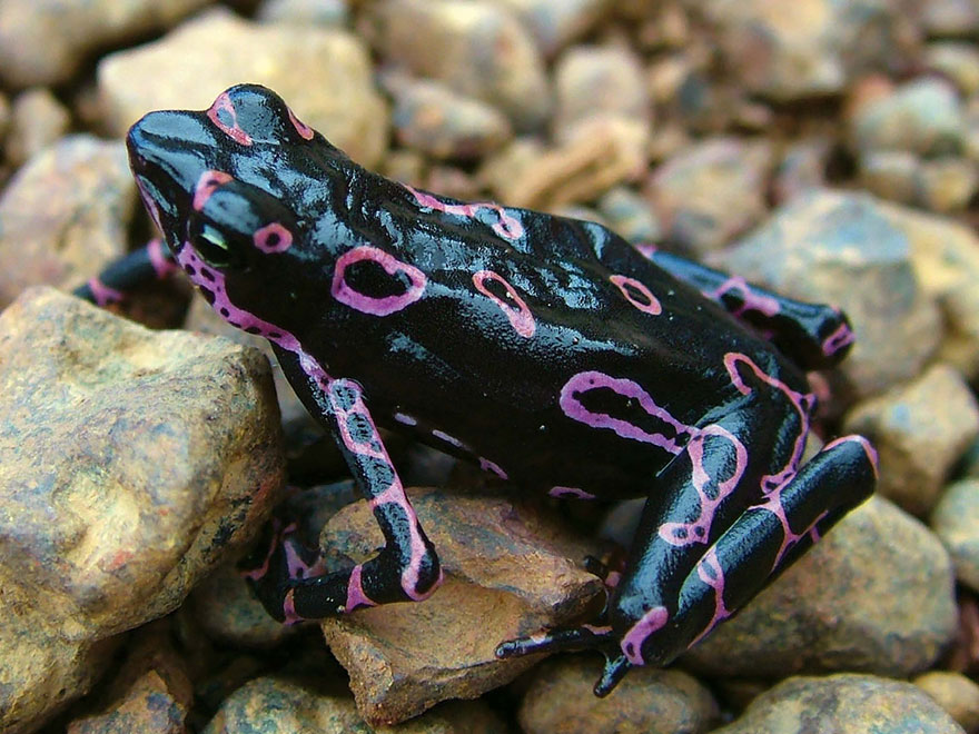 Atelopus Frog