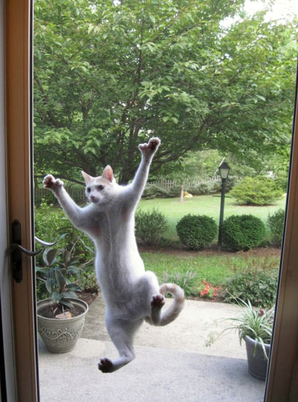 Spider Cat Wants In!