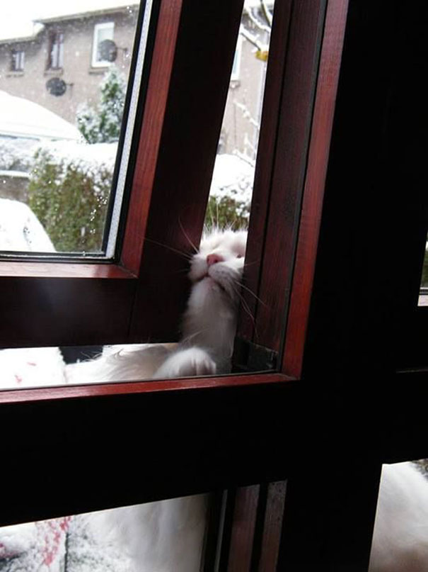 Please Let Me Inside!