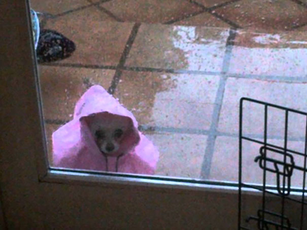 Let Me In, It's Raining!