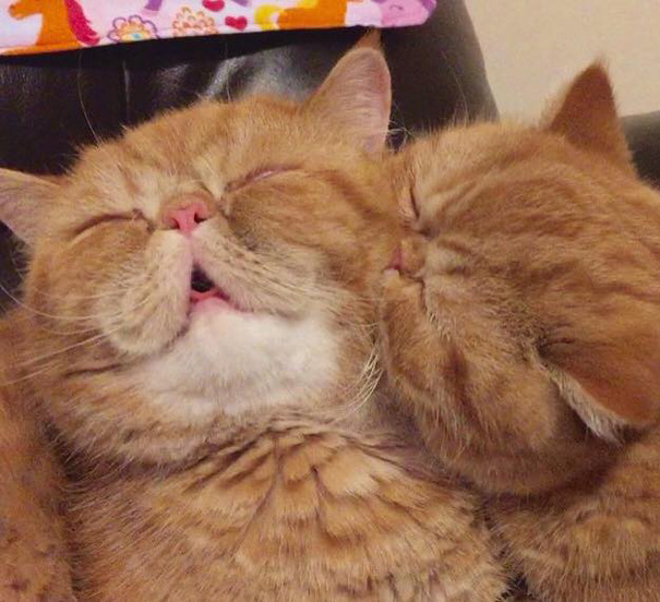 funny-cats-making-out-angus-seamus-exotic-shorthaired-persian-brothers-4