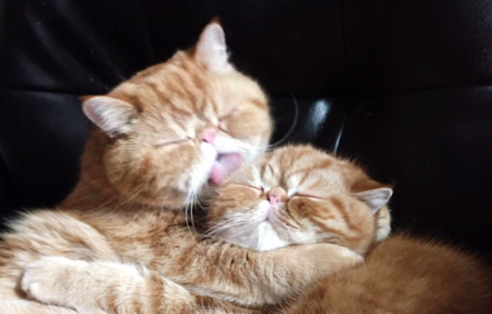 Kissing Cat Video Takes An Unexpected Turn
