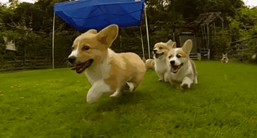 Corgi Puppies Running In Slow-Mo Will Make Your Day