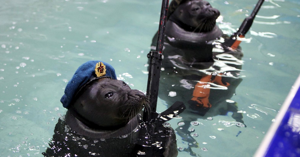 funny-military-seals-wwii-victory-day-ru