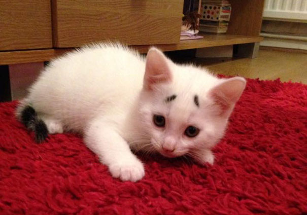 8-Week-Old Kitten Born With Permanently Worried-Looking Eyebrows