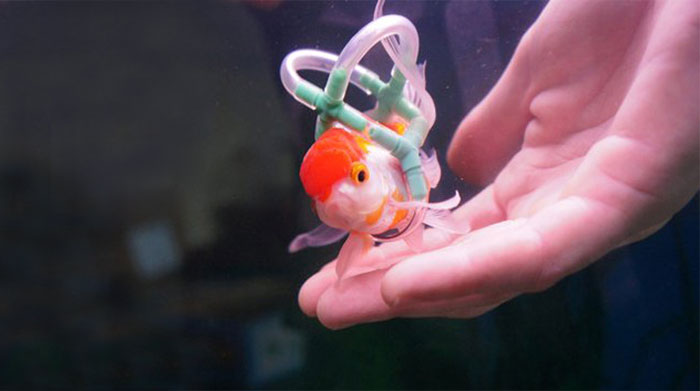 Goldfish Owner Makes A Cork 'Wheelchair' To Help His Sick Fish Swim Upright