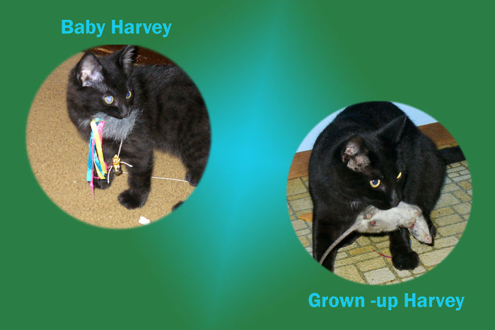 Harvey The Great Hunter - Then And Now