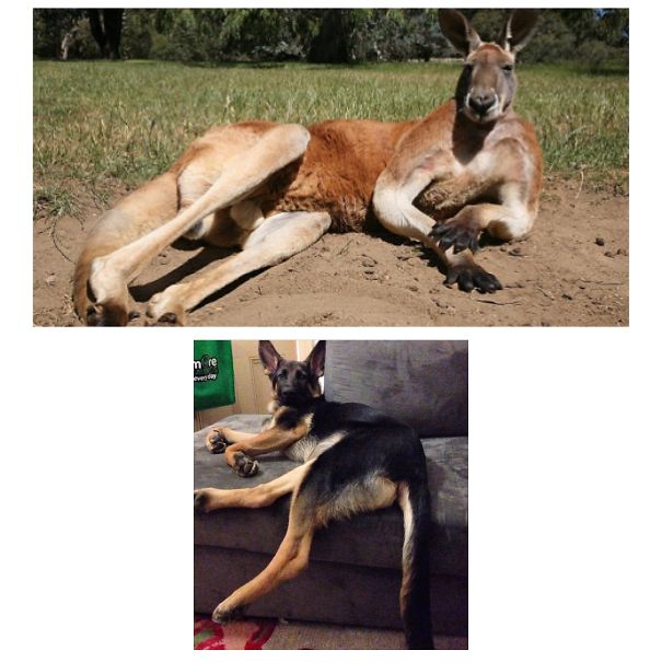 Kangaroo/shepherd