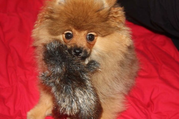 Pom Puppy Grows Up With Roadkill Toy