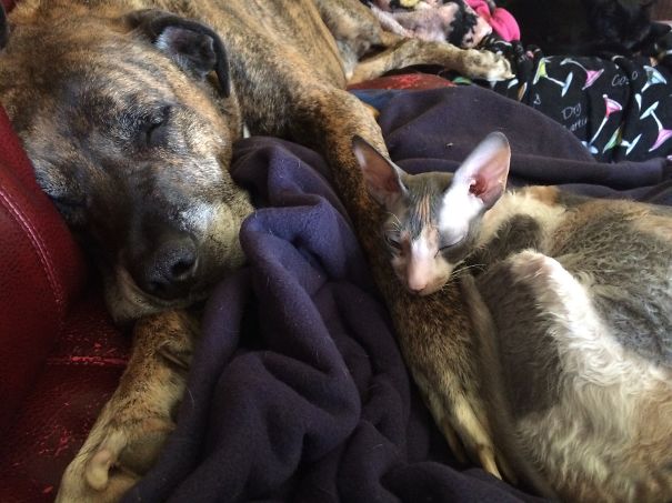 Big Dog With A Little Kitty