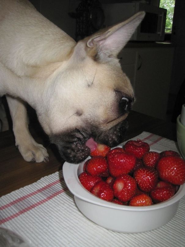Frenchie Eating Strawberries