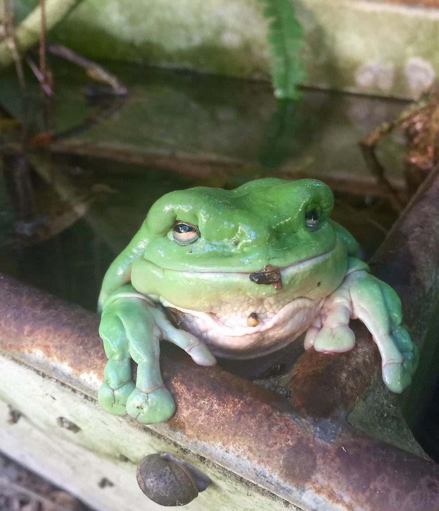 Grandad Green Tree Frog!