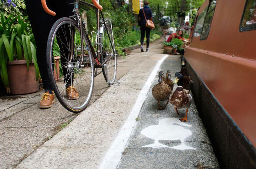 Ducks Get Their Own 'Duck Lanes' Near the Canal Walkways in London