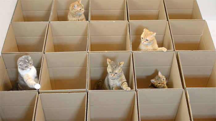9 Gatos disfrutando el laberinto de cajas de cartón que su sirviente humano ha construido