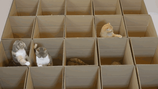 9 Cats Enjoy Cardboard Maze Their Human Servant Made For Them