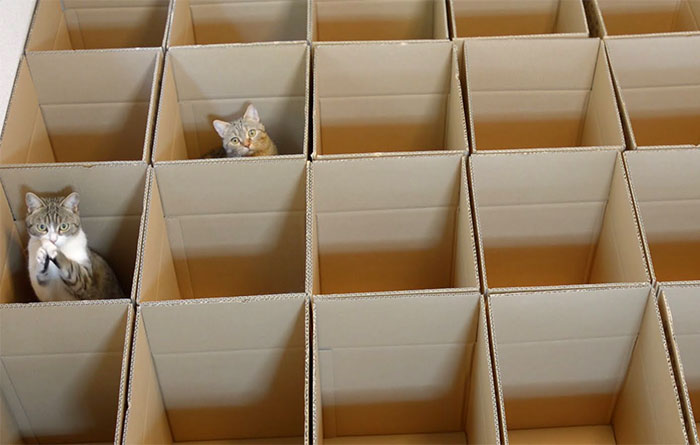 9 Cats Enjoy Cardboard Maze Their Human Servant Made For Them