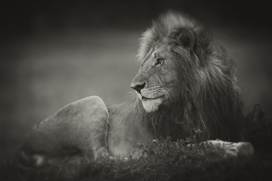 Portraits From A Kingdom: I Photograph Lions To Convey Their Magical Qualities