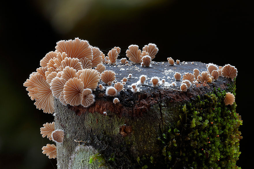 mushroom-photography-steve-axford-11