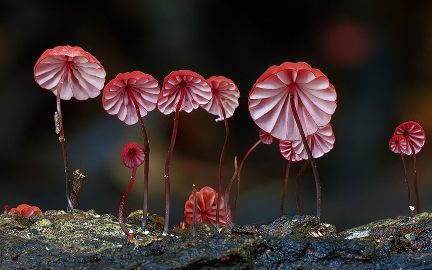 mushroom-photography-steve-axford-15
