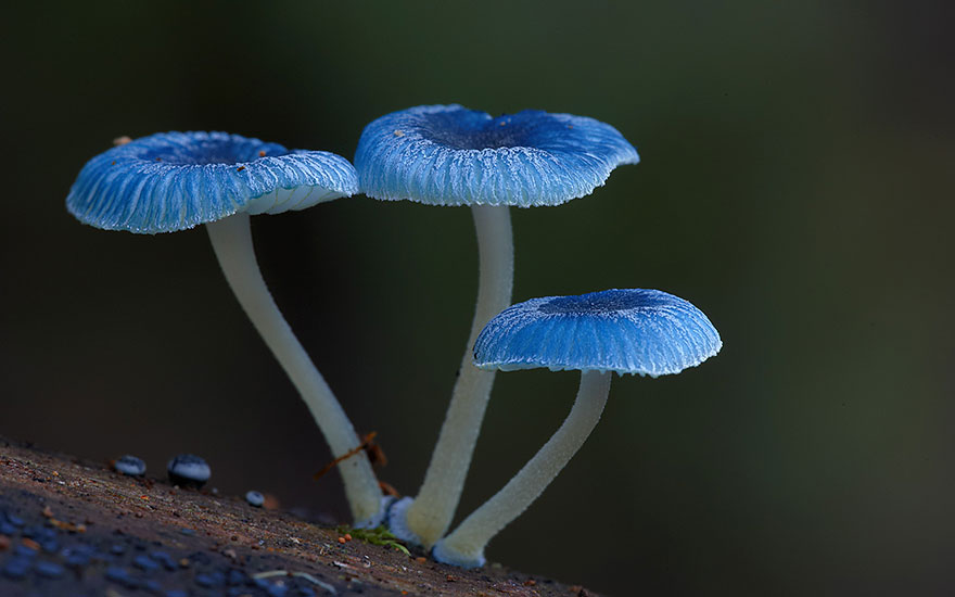 mushroom-photography-steve-axford-19