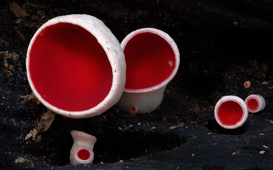 mushroom-photography-steve-axford-21