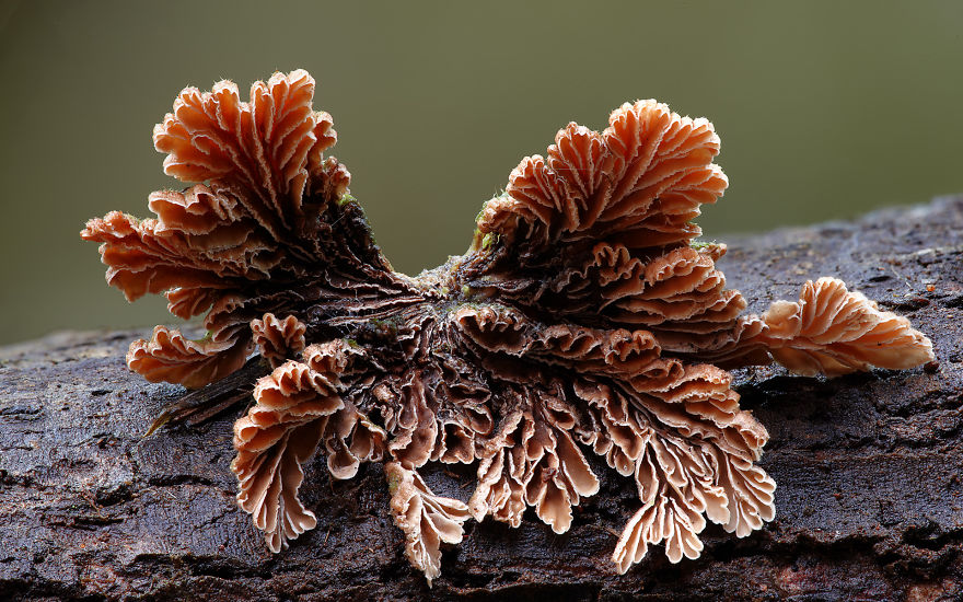 The Magical World Of Australian Mushrooms By Steve Axford