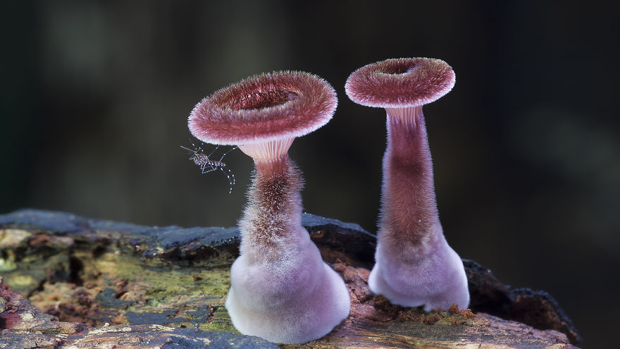 mushroom-photography-steve-axford-5