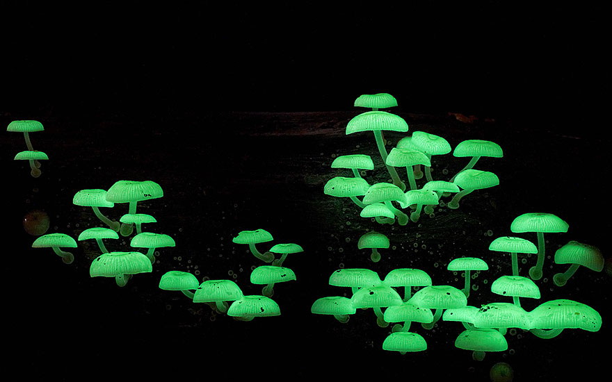mushroom-photography-steve-axford-6