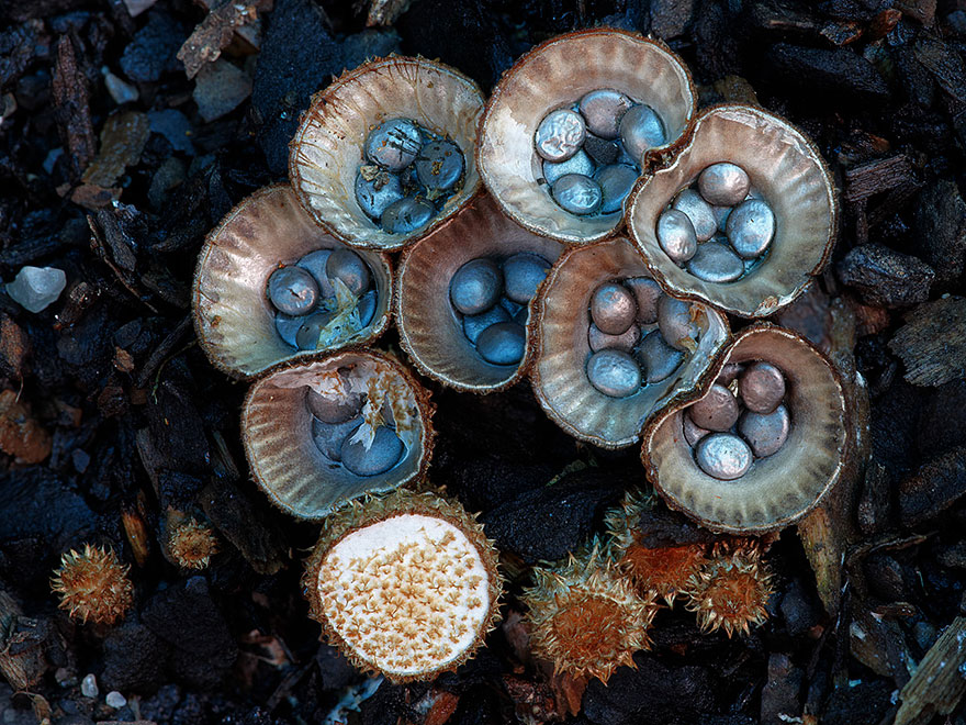 mushroom-photography-steve-axford-7